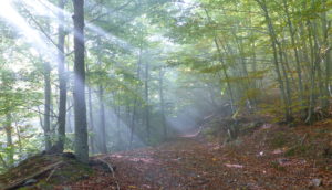 Montseny forest BarcelonaWalking